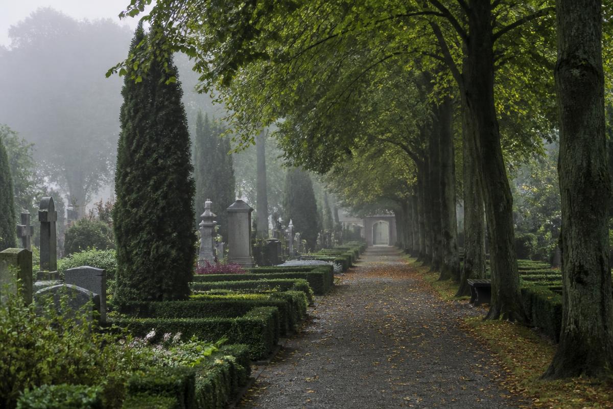 Allée bordée d'arbres dans un parc cimetière